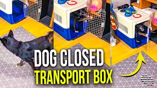 Owner Told Dog to Go Into Playground but He Closed Transport Box Himself