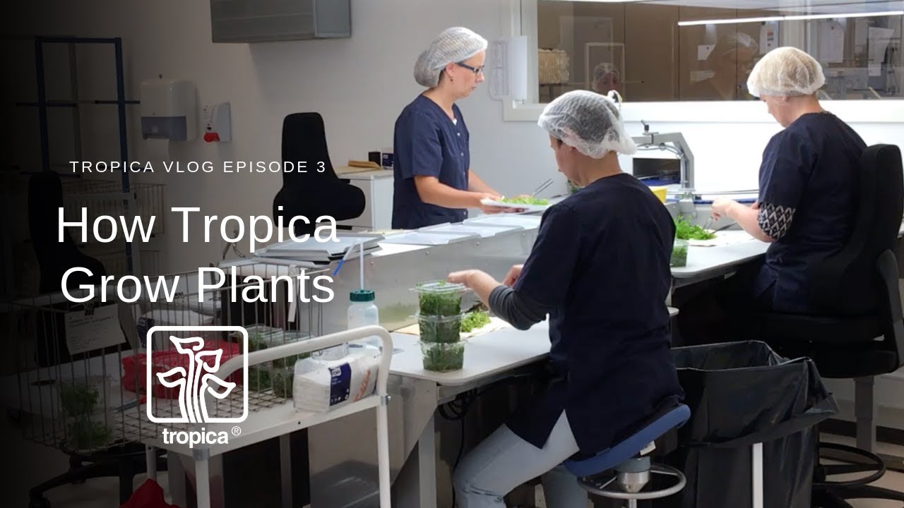 VLOG -  How Tropica Grow Plants!