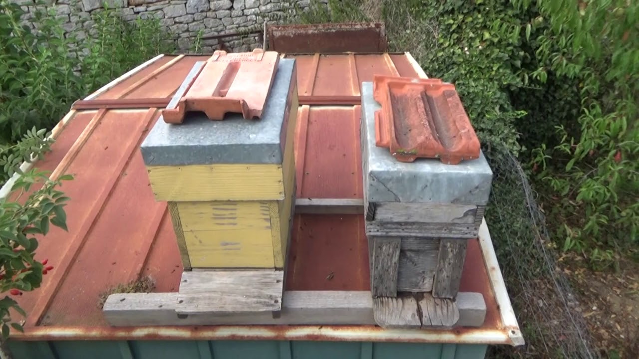 Mystère apicole chez Alex - qui peut m'expliquer ? ( 31-08-19 )