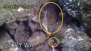 story WA 30 detik | belut kelaparan mengejar umpan | EEL FISHING