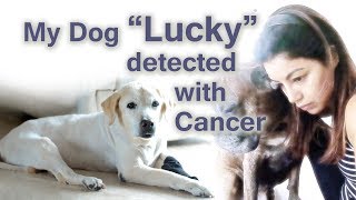 My Dog Lucky detected with Cancer | Part 1 | Debina Decodes