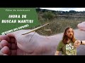 Dónde encontrar mantis religiosas en el campo