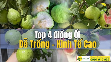 Top 4 Giống Ổi DỄ TRỒNG - NHANH TRÁI, KINH TẾ CAO BÀ CON ĐÃ BIẾT CHƯA ?