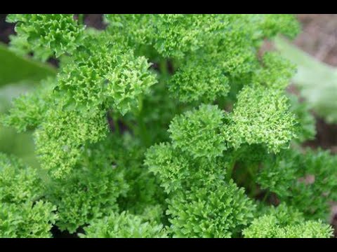 Why are Plants