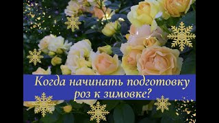 Когда начинать подготовку роз к зимовке?