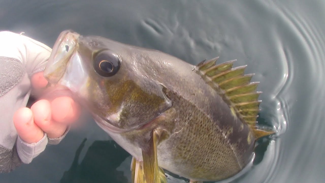 WA Fish Quest EP 44 Yellowtail Rockfish YouTube