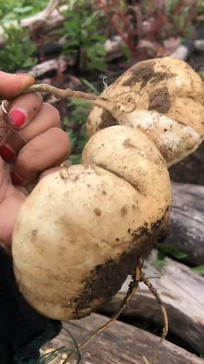 Manfaat utama buah bengkoang