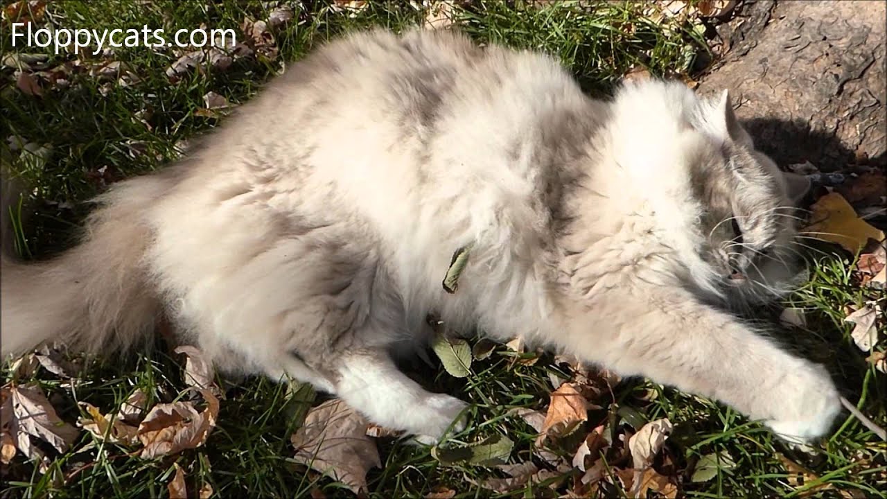 Ragdoll Cat Trigg Takes a Short Dirt Bath ねこ ラグドール Floppycats