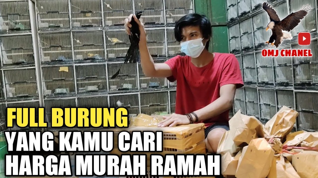HARGA BURUNG,KIOS INI YANG DI CARI, MURAH DAN ORANG NYA RAMAH,KIOS BAJANG SIGIT