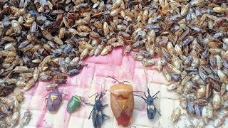 Thangnang khawn Part-2 | Bamboo seed bugs