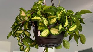 Plant Shopping At Lowes | Haul | Plant and Shelf Update | Shop With Me by Jammylita 885 views 1 month ago 15 minutes