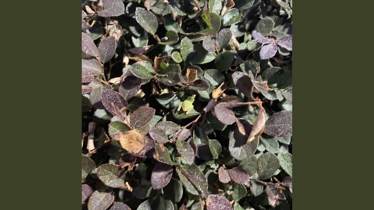 a vague and inscrutable feeling i've been having