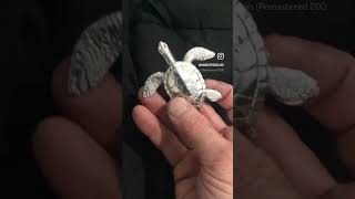 Silver turtle 4 OZT. #jewelry #silverartisan #birds