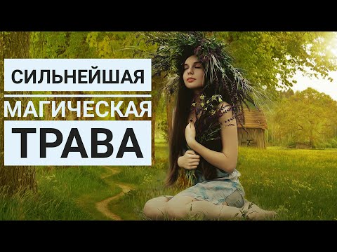 Полынь трава в магии №1