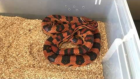 5 year old Okeetee Corn Snake