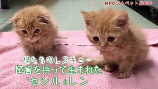 猫たちのレスキュー 障害を持って生まれたセシルとレン