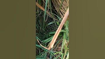 NẶNG QUẰN TAY LUÔN [] NGO VAN LAM | CHUỘT CỐNG NHUM  HEAVY TO HAND |  SEWER RATS #mousetrap #shorts