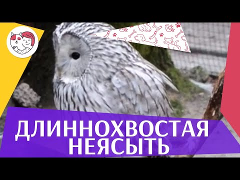 Длиннохвостая неясыть Описание