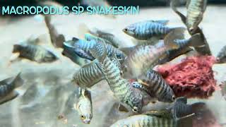 #Macropodus sp #SNAKESKIN