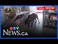 27 puppies rescued from Sudbury apartment | CTV News Northern Ontario at Six for May 22, 2026