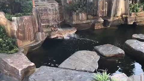 TIỂU CẢNH SÂN VƯỜN NON BỘ - HỒ KOI