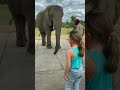 #Elephant imitating the girl’s dance 🐘💃 | #animalplanet #shorts