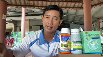 Quản lý bệnh hại cùng bộ sản phẩm của cty An Phát Nông. Happy gold + Khuẩn APN + Super Cat