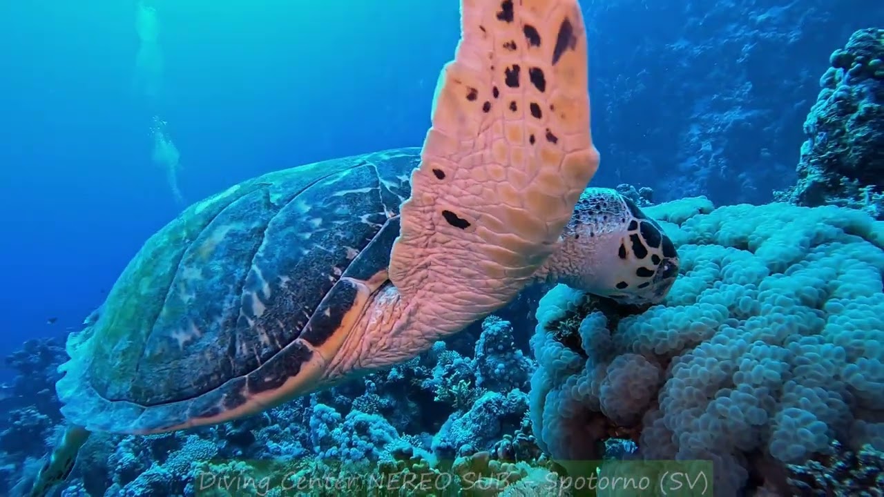 Sharm novembre 2024 parte 3