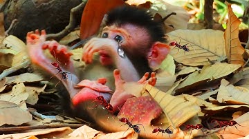 REALLY NEWBORN FALL DOWN ON TREE!! VERY YOUNG MUMMA  HELP HER BABY..