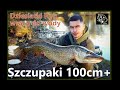 Szczupaki 100 leszcze sandacze i inne south lagoon fishing ceks  catch and release