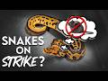 Ball Python wont eat? Try these tips!