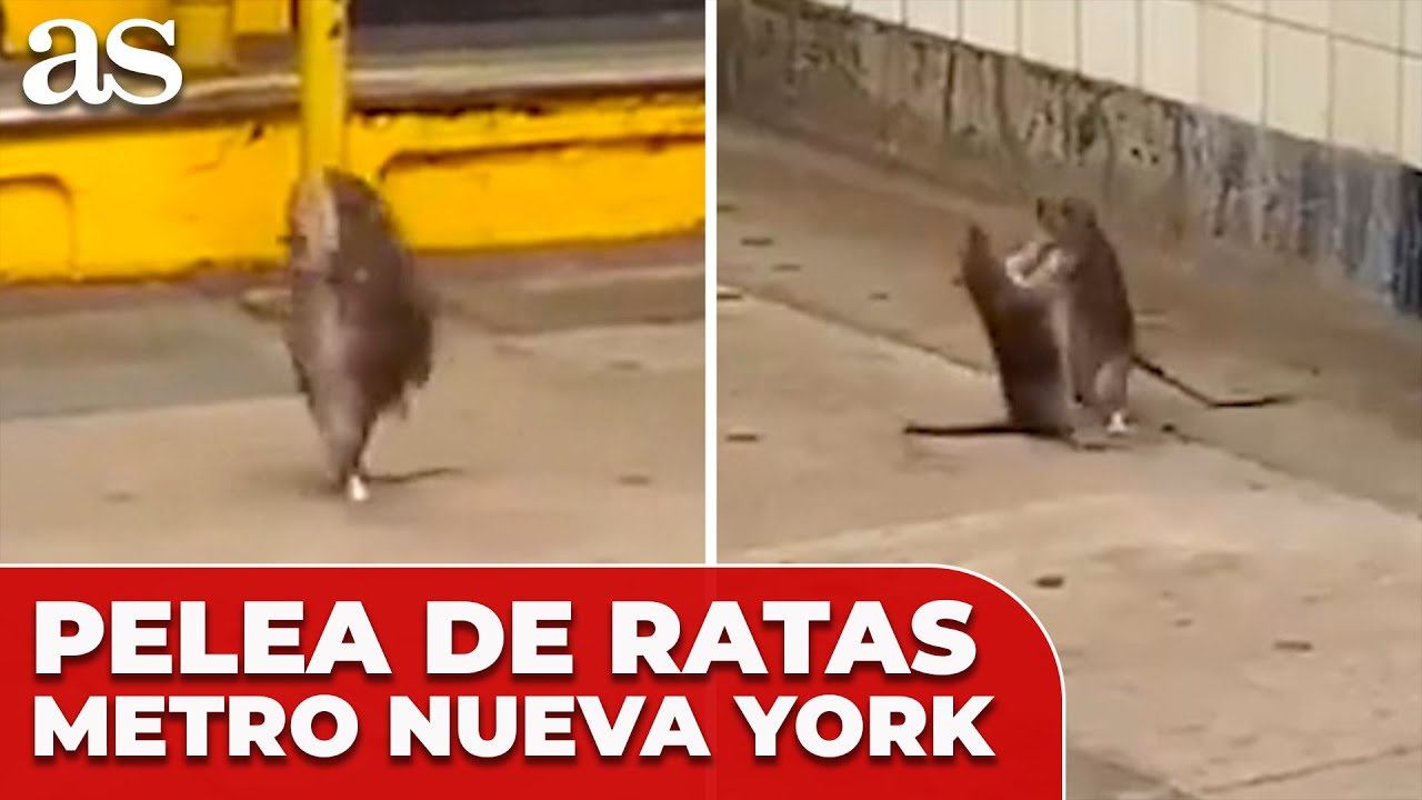 La IMPRESIONANTE PELEA entre DOS RATAS en pleno METRO de NUEVA YORK