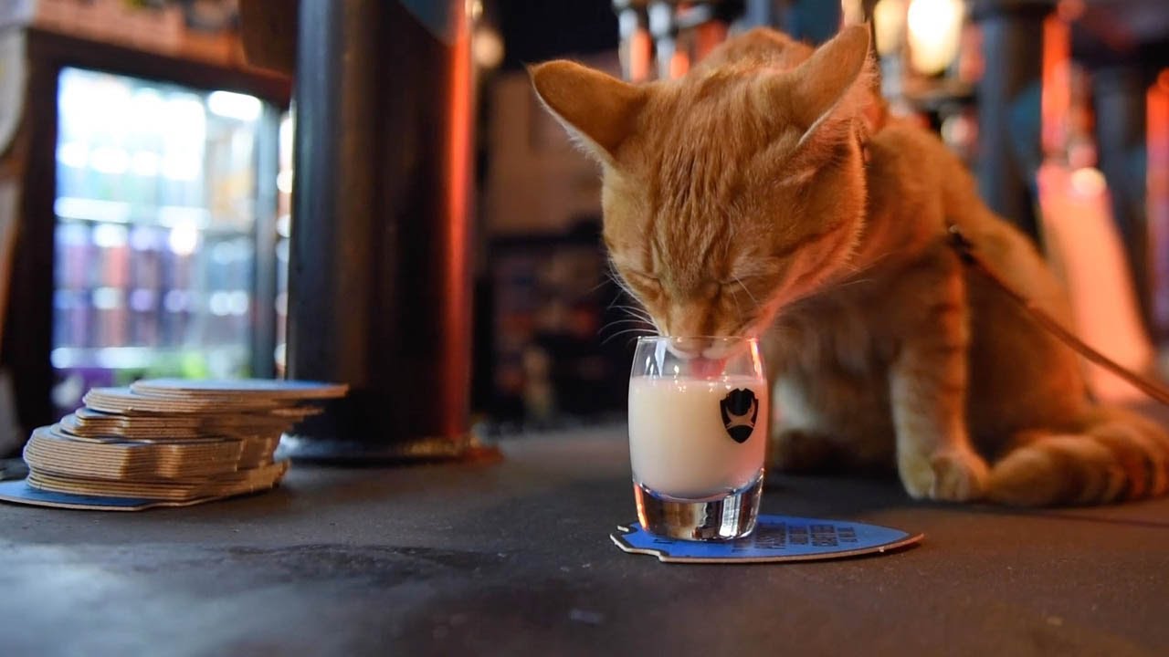Cat A Regular At Local Bar YouTube