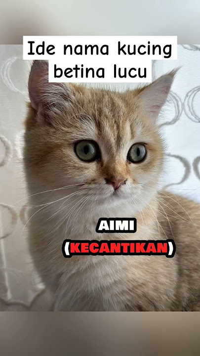 female cat names and their meanings