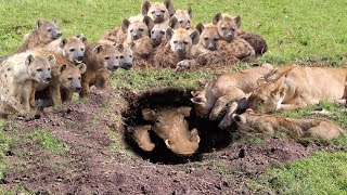 Harsh life of Warthog! God can't help Warthog escape Power of Lion, Hyena - Epic Battle of Animals