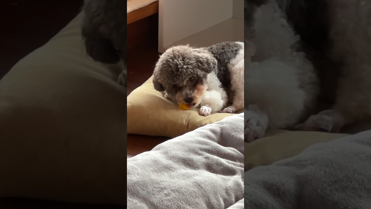 Тыква на базе 