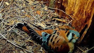 Male Kestrel Stops By To Take Over Incubation Duties – May 1, 2024