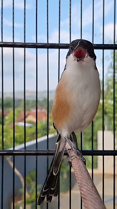 pancingan pentet bahan #shorts #youtubeshorts #fyp #cendetgacor #cendetrolltembak #birdsounds