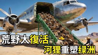 荒野大復活！數百只河狸「白干活」幾年，竟把寸草不生之地变成了人間天堂？#生態奇蹟#河狸#自然修復#荒漠綠化#華盛頓州#環境保護