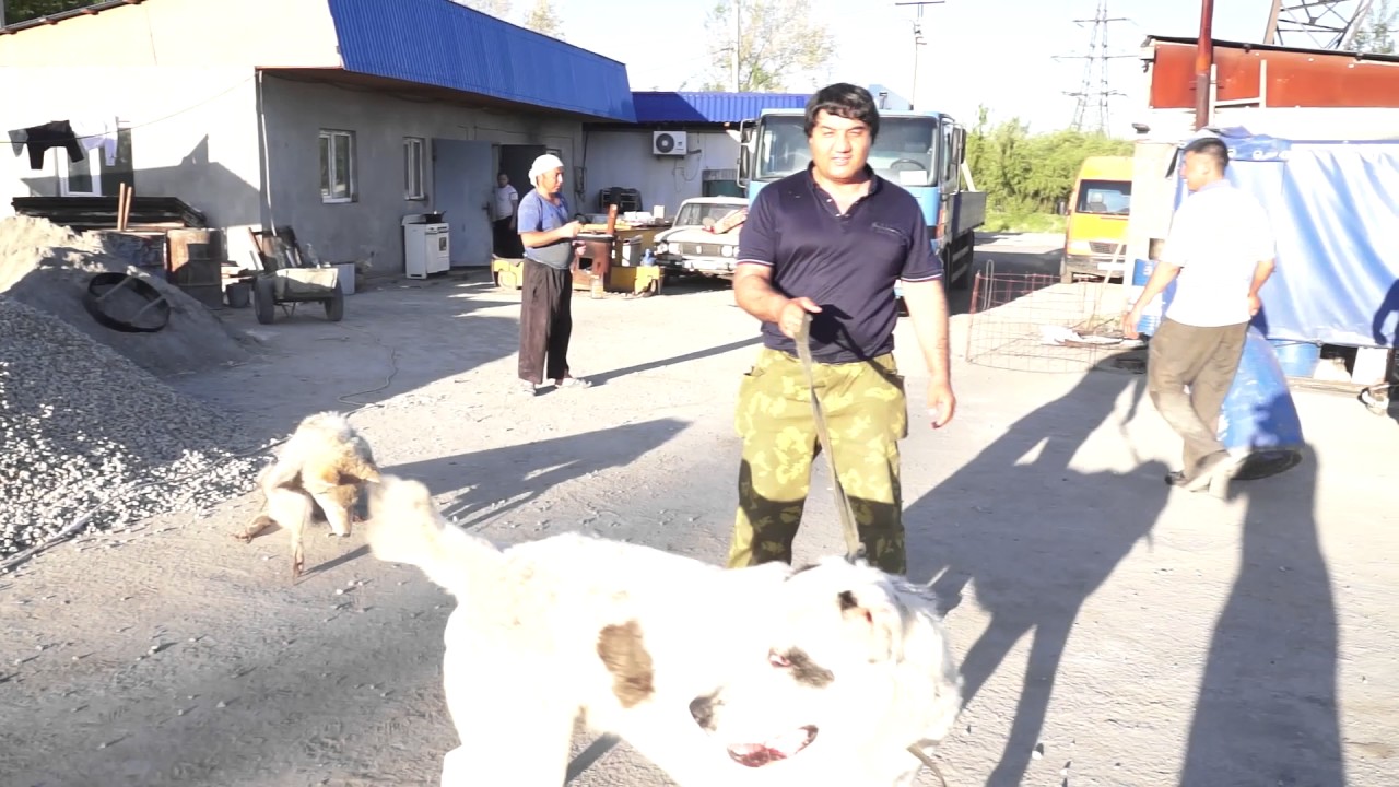 Эксперимент со шкурой часть 3 или алабай против волка.