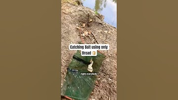 Can We Catch BAIT!!Using Only BREAD & A MINNOW TRAP!!! #fishing #shorts
