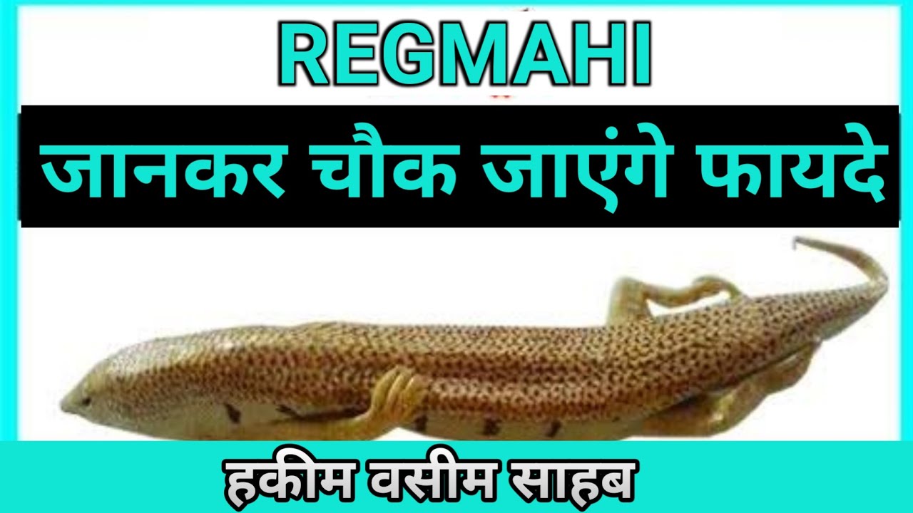 Regmahi Kya Hoti Hai What is Sand Lizard Hakeem Waseem Al
