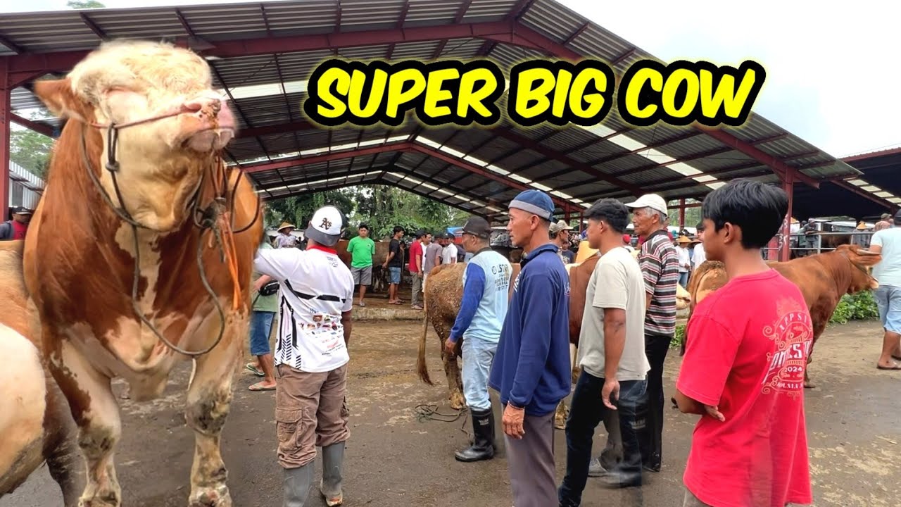 JADI RUBUNGAN PASAR❗️ NEGO KERAS SAPI SUPER MALBORO MERAPI 52.5 JUTA 