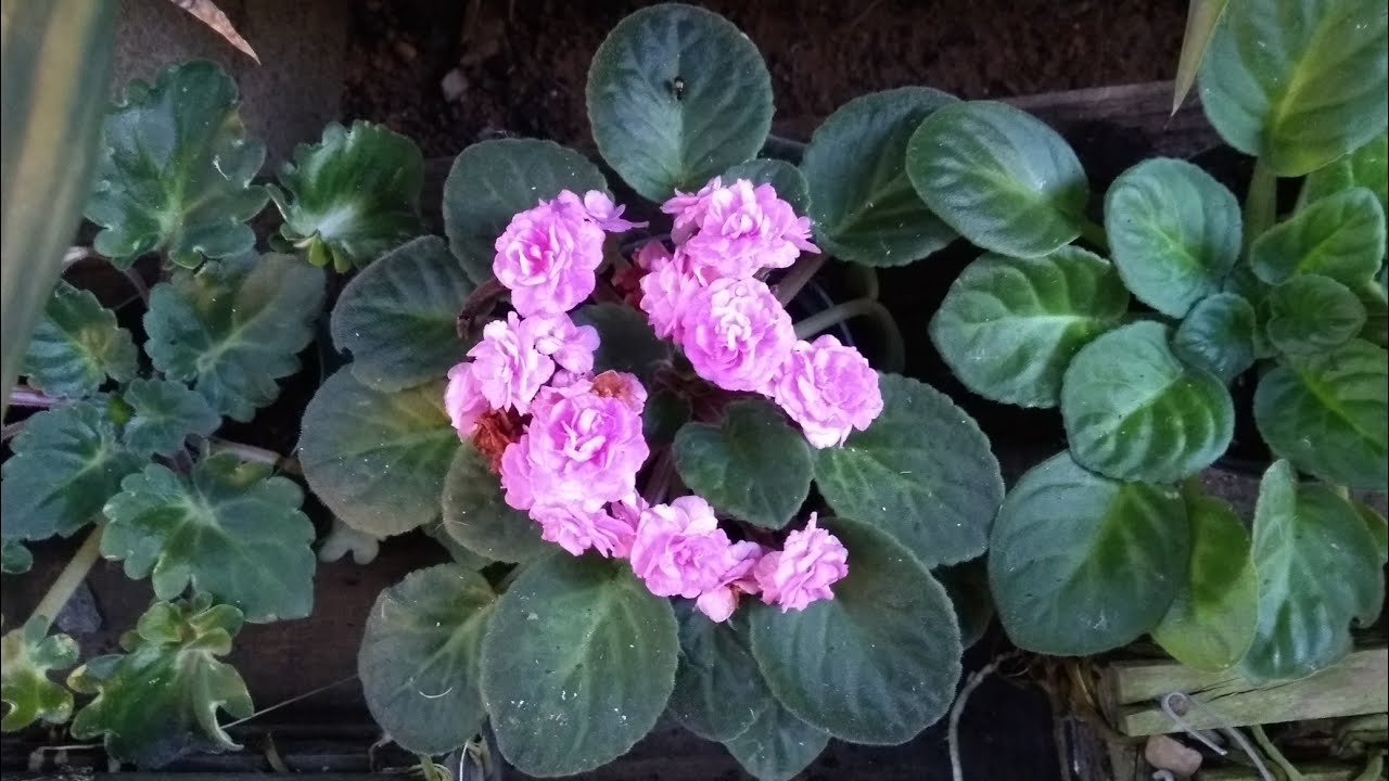 Como cultivar violetas, ambiente ideal para ter violetas lindas Como cultivar violetas, ambiente ideal para ter violetas lindas