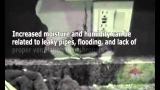 Can Black Mold affect my health