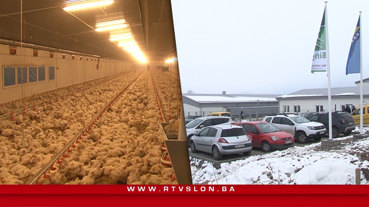 Povećanje domaće proizvodnje: Kompanija Bingo otvorila savremenu Farmu brojler pilića - 09.03.2022.