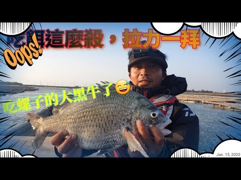 這裡的魚吃餌超殺~吃金寶螺吃到手把來| 棚釣黑鯛