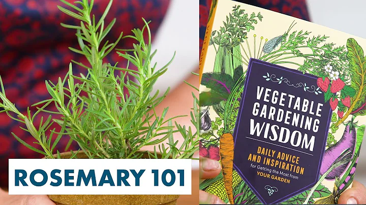 Expert Tips for Growing (and Eating) Rosemary - HG...