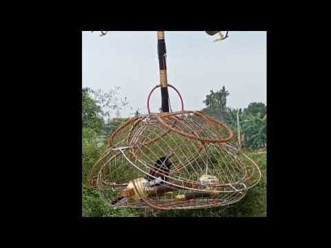Video TIẾNG CHÒE MỒI HÓT DỤ BỔI CỰC CĂNG LỬA - Suara Burung... - youtube