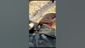 القرآن الكريم راحة نفسية ♥️#اسلام #قرآن #اكسبلور #غزة